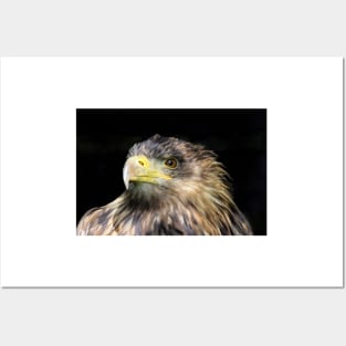 Tawny Eagle Posters and Art